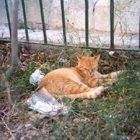 orange feral cat