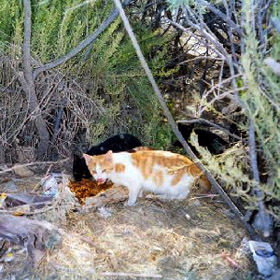 White and ginger cat in Malta